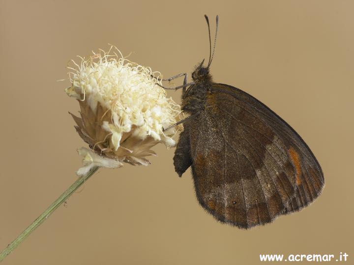 Erebia aethiops